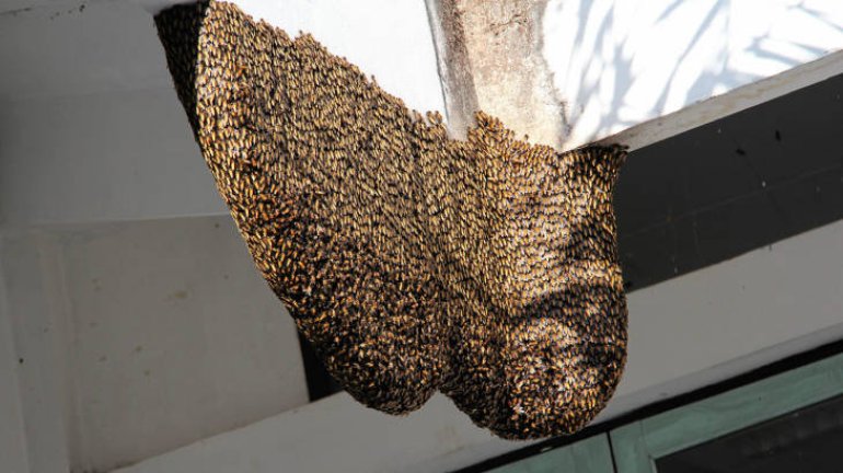 bee 