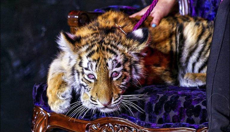 Тигренок по кличке Кристалл Tigre De Cristal - крупнейшее казино России