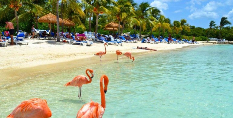 Розовые фламинго гуляют по пляжу на острове Аруба